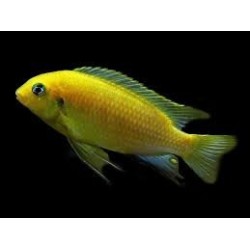Pseudotropheus tropheops macrophthalmus lumbira - 4 - 5 cm