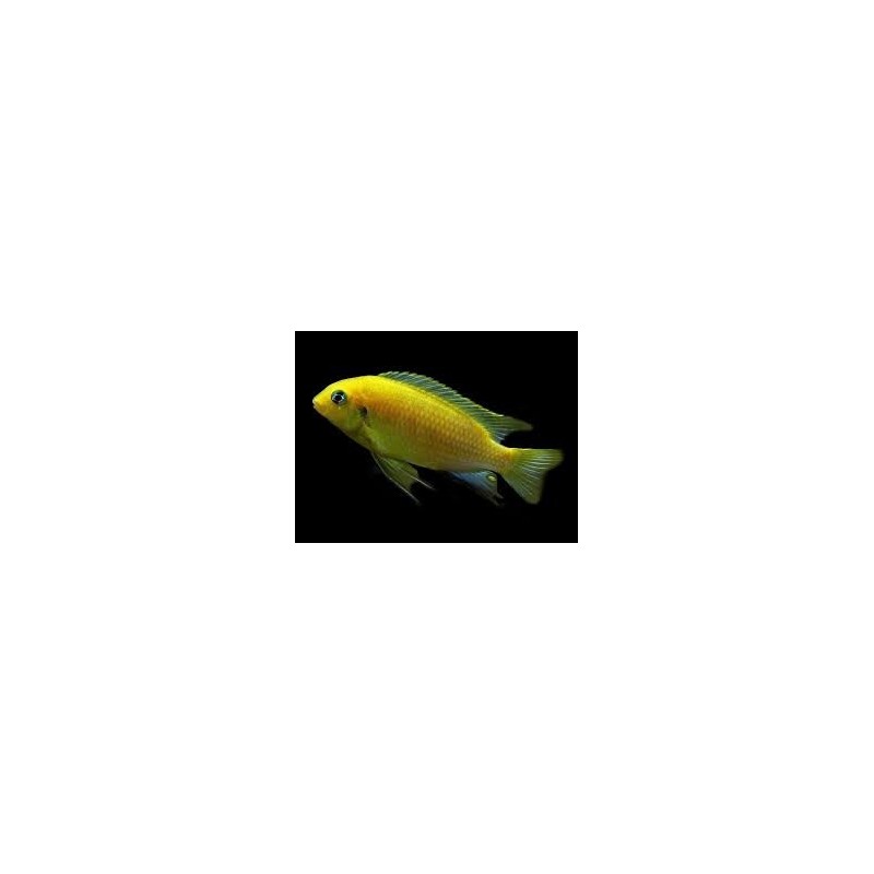 Pseudotropheus tropheops macrophthalmus lumbira - 4 - 5 cm