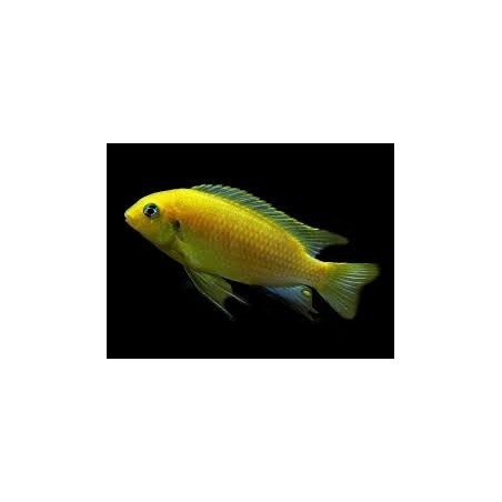 Pseudotropheus tropheops macrophthalmus lumbira - 4 - 5 cm