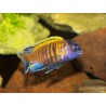 Pseudotropheus tropheops red fin - 6 - 7 cm