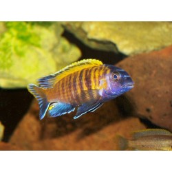 Pseudotropheus tropheops red fin - 4 - 5 cm
