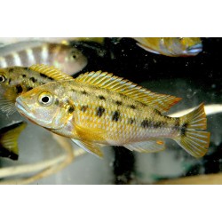 Pseudotropheus wiliamsi - 4 - 5 cm