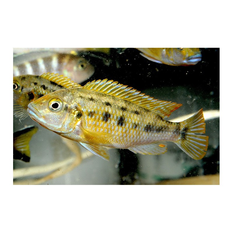 Pseudotropheus wiliamsi - 4 - 5 cm