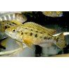 Pseudotropheus wiliamsi - 4 - 5 cm