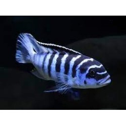 Pseudotropheus zebra - 3 - 4 cm