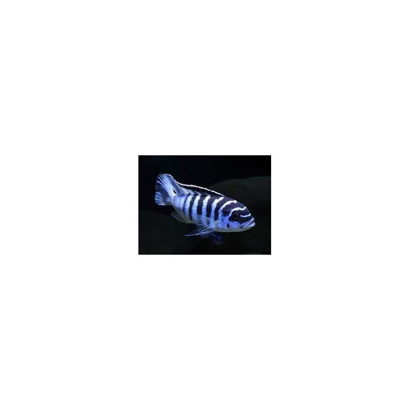 Pseudotropheus zebra - 3 - 4 cm