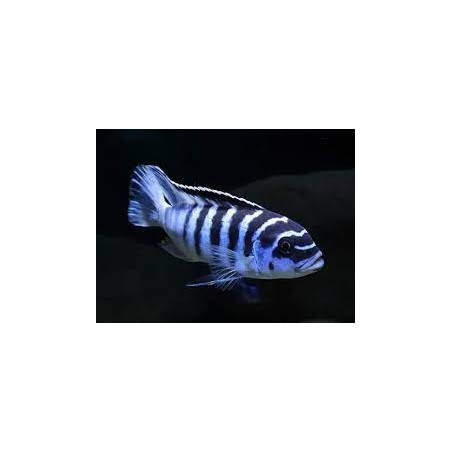 Pseudotropheus zebra - 3 - 4 cm