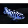 Pseudotropheus zebra - 3 - 4 cm