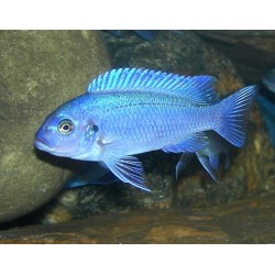 Pseudotropheus zebra blue + blue - 4 - 5 cm