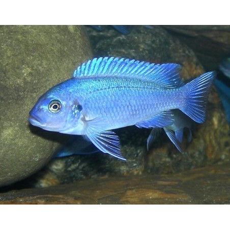 Pseudotropheus zebra blue + blue - 4 - 5 cm