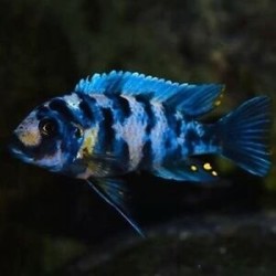 Pseudotropheus zebra blue ob masinje - 4 - 5 cm