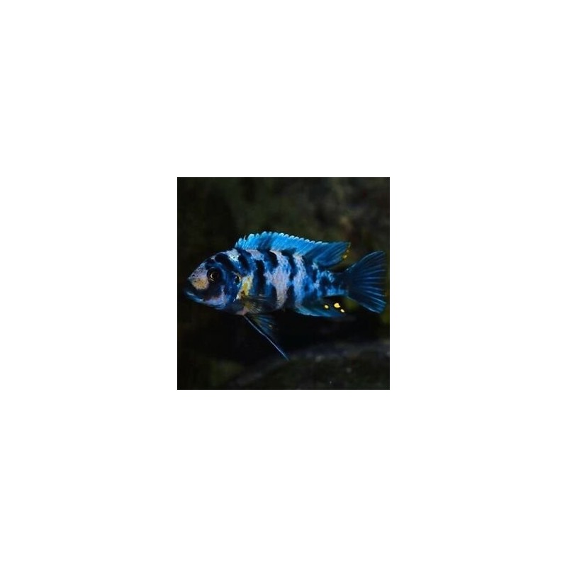 Pseudotropheus zebra blue ob masinje - 4 - 5 cm