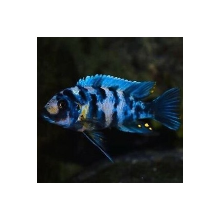 Pseudotropheus zebra blue ob masinje - 4 - 5 cm