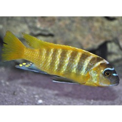 Pseudotropheus zebra gold mundola point sp. - 3 - 4 cm