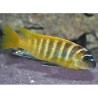 Pseudotropheus zebra gold mundola point sp. - 3 - 4 cm