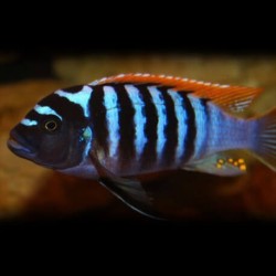 Pseudotropheus zebra red + blue - 2 - 3 cm