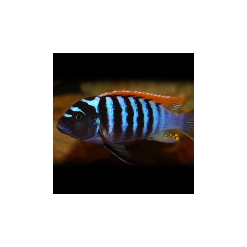 Pseudotropheus zebra red + blue - 2 - 3 cm