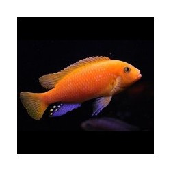 Pseudotropheus zebra red + red - 4 - 5 cm