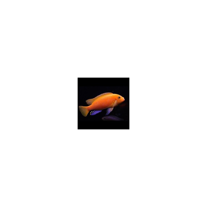 Pseudotropheus zebra red + red - 4 - 5 cm