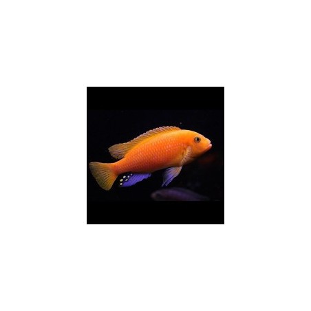 Pseudotropheus zebra red + red - 4 - 5 cm