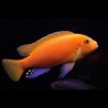 Pseudotropheus zebra red + red - 4 - 5 cm