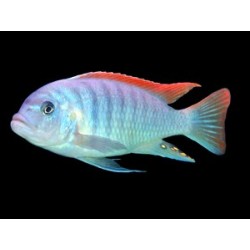 Pseudotropheus zebra red fin - 4 - 5 cm