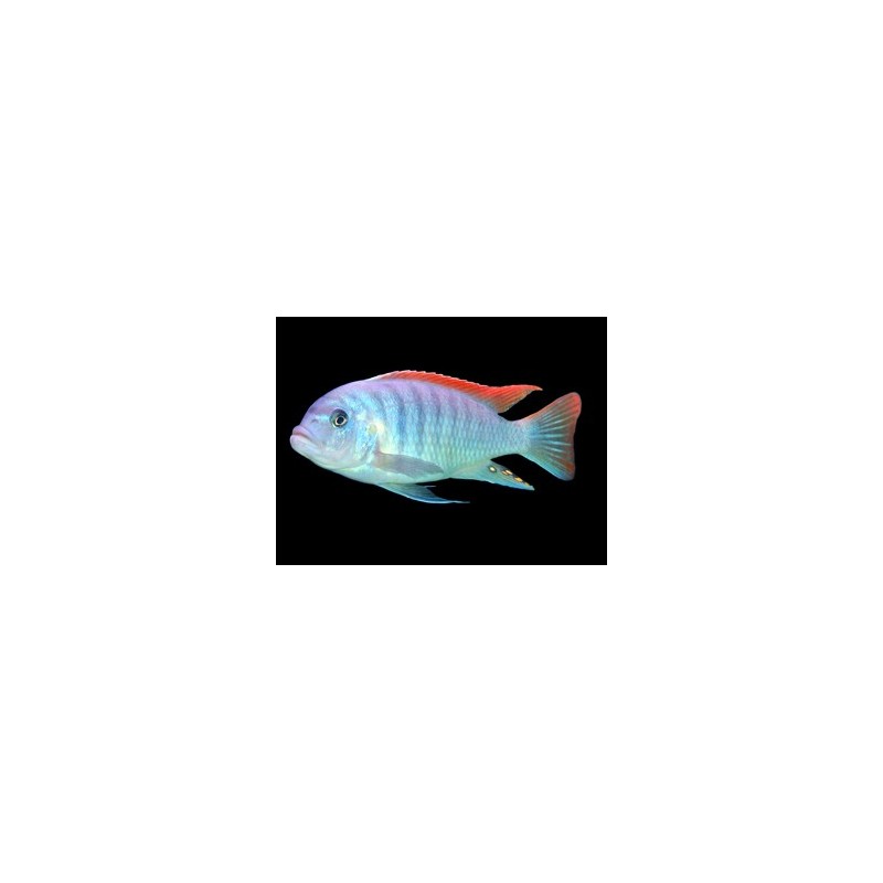 Pseudotropheus zebra red fin - 4 - 5 cm