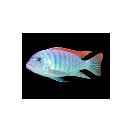 Pseudotropheus zebra red fin - 4 - 5 cm