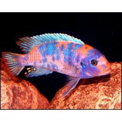 Pseudotropheus zebra red ob - 3 - 4 cm