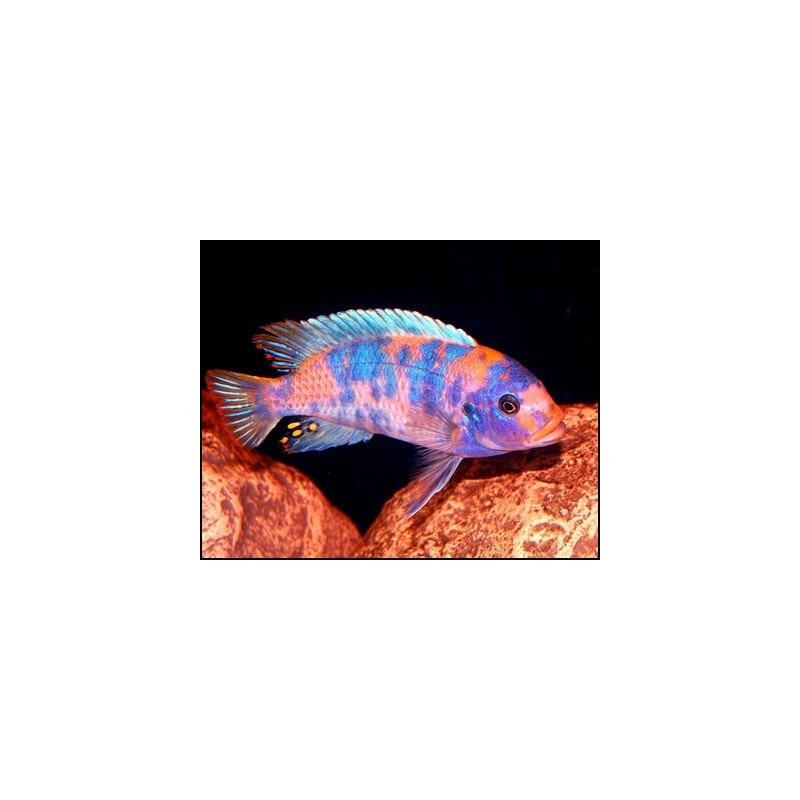 Pseudotropheus zebra red ob - 3 - 4 cm