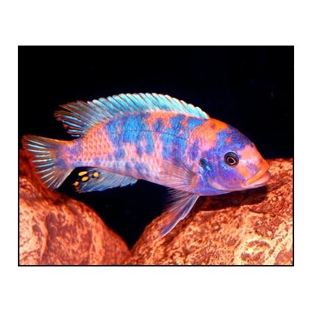 Pseudotropheus zebra red ob - 3 - 4 cm