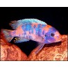 Pseudotropheus zebra red ob - 3 - 4 cm