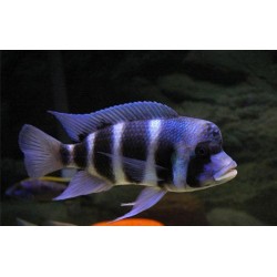 Cyphotilapia frontosa - 4 - 5 cm
