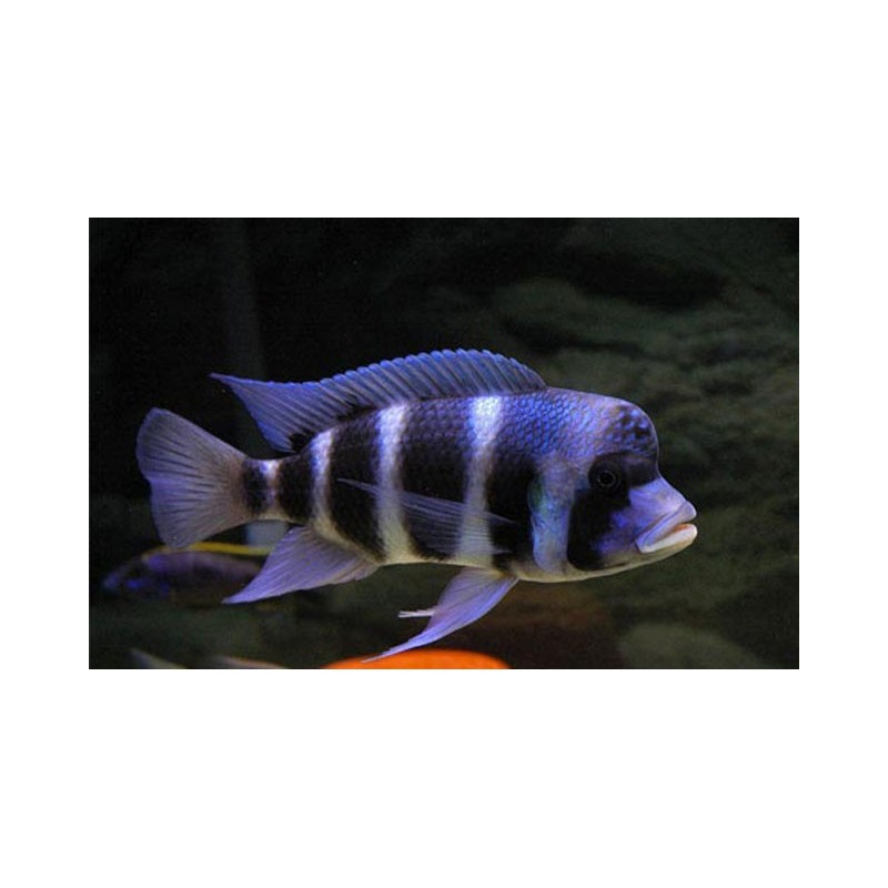 Cyphotilapia frontosa - 4 - 5 cm