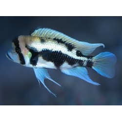 Cyphotilapia frontosa black widow - 4 - 5 cm