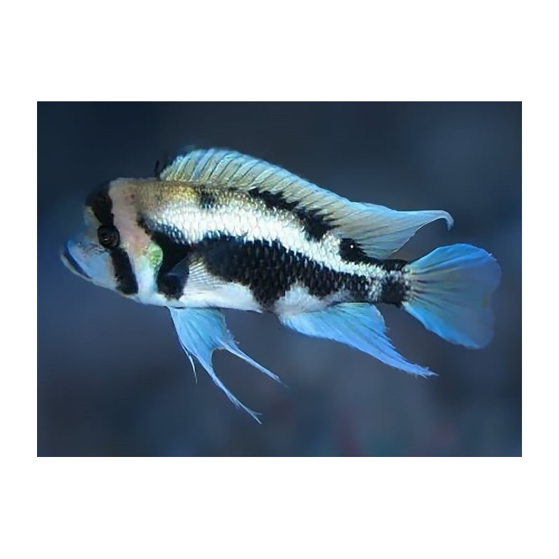 Cyphotilapia frontosa black widow - 4 - 5 cm