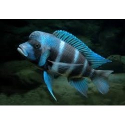 Cyphotilapia frontosa mpimbwe blu - 4 - 5 cm