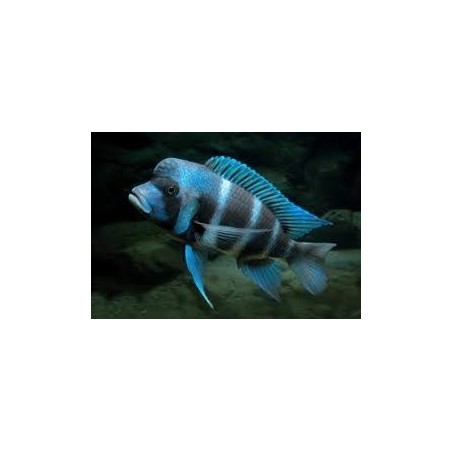 Cyphotilapia frontosa mpimbwe blu - 4 - 5 cm