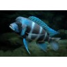 Cyphotilapia frontosa mpimbwe blu - 4 - 5 cm