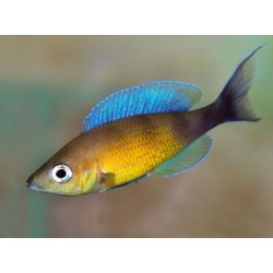 Cyprichromis lept. jumbo turquise flame - 4 - 5 cm