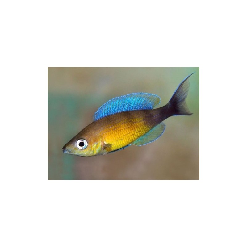 Cyprichromis lept. jumbo turquise flame - 4 - 5 cm