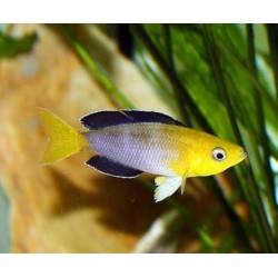 Cyprichromis lept. jumbo yellow - 4 - 5 cm