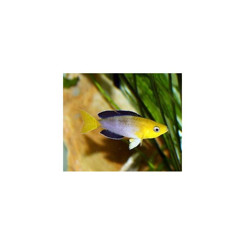 Cyprichromis lept. jumbo yellow - 4 - 5 cm