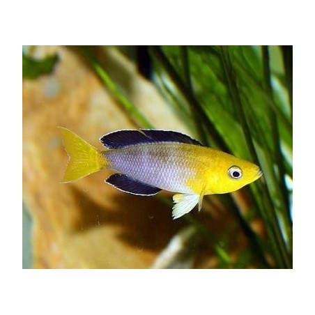 Cyprichromis lept. jumbo yellow - 4 - 5 cm