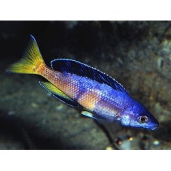 Cyprichromis lept. kitumba jumbo - 4 - 5 cm