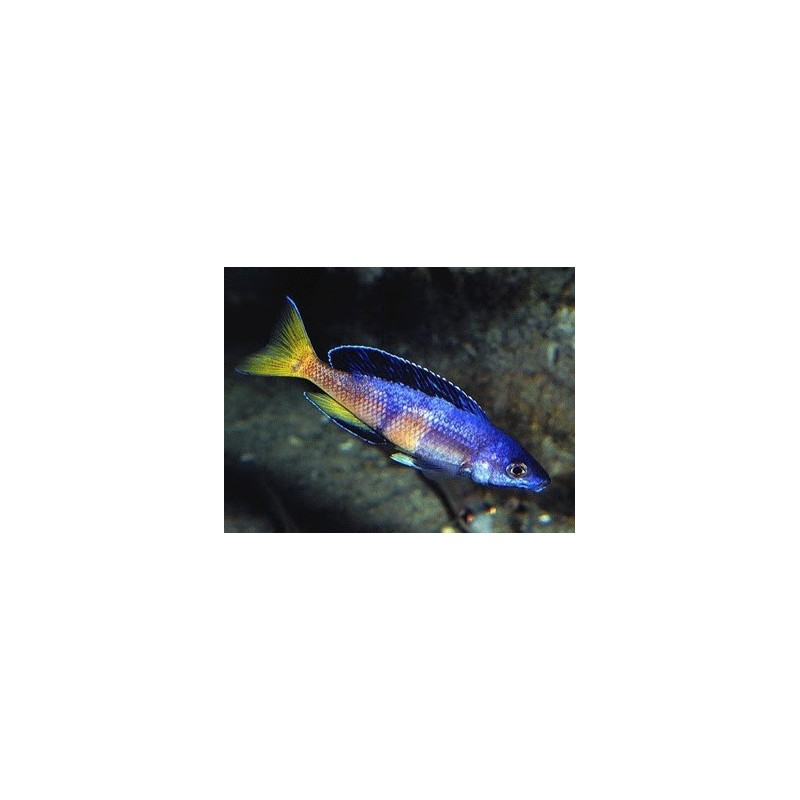 Cyprichromis lept. kitumba jumbo - 4 - 5 cm