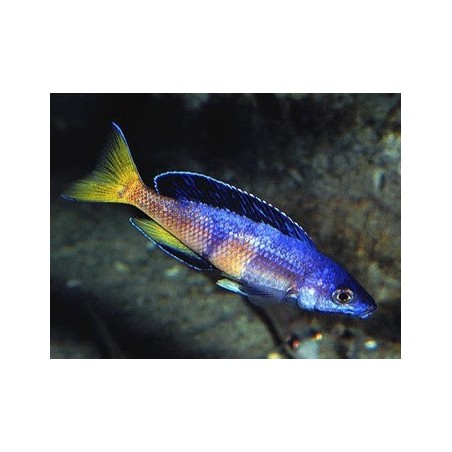 Cyprichromis lept. kitumba jumbo - 4 - 5 cm