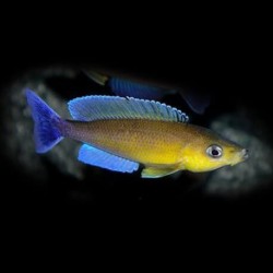 Cyprichromis leptosoma livua blue orchid - 4 - 5 cm