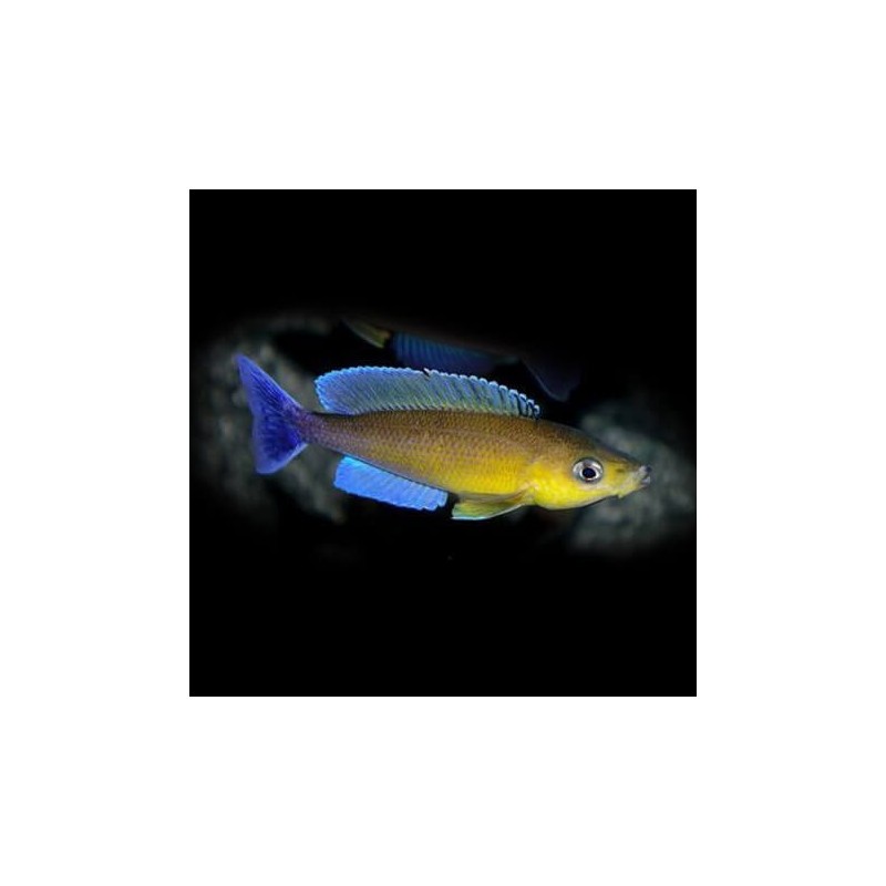 Cyprichromis leptosoma livua blue orchid - 4 - 5 cm