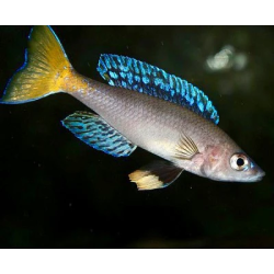 Cyprichromis leptosoma mpulungu - 4 - 5 cm